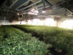 Desmantellada una plantació amb més de 1.200 plantes de marihuana i quatre detinguts a Barberà del Vallès Desmantellada una plantació amb més de 1.200 plantes de marihuana i quatre detinguts a Barberà del Vallès