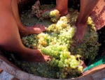 El Mercat de la Vinya de l’FM 2026 té obertes les sol·licituds per a posar-hi una parada El Mercat de la Vinya de l’FM 2026 té obertes les sol·licituds per a posar-hi una parada
