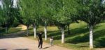 L’AMB impulsa un petit bosc urbà de creixement ràpid al Parc del Turonet per combatre el canvi climàtic L’AMB impulsa un petit bosc urbà de creixement ràpid al Parc del Turonet per combatre el canvi climàtic