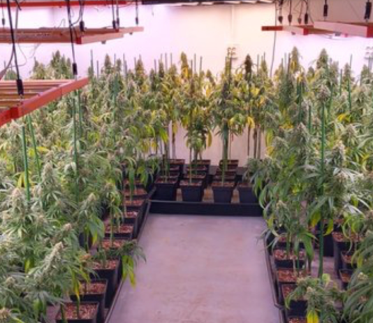Dues persones detingudes a Ripollet per cultivar 835 plantes de marihuana